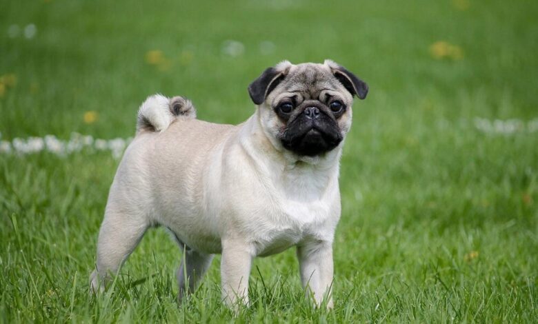Pug cinsi köpekleri hakkında bilmeniz gerekenler Pug cinsi köpekleri hakkında bilmeniz gerekenler